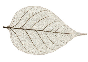 Isolated Detailed Vein Leaf Skeleton Structure