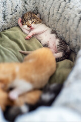 Newborn sleeping little kitten on a home pillow. Baby domestic cat on the farm. Small pet