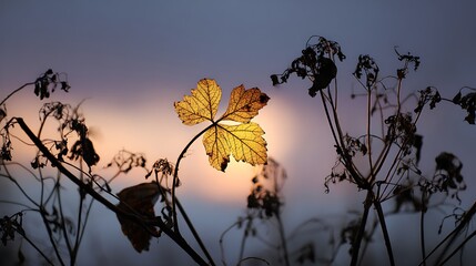 Illuminated leaf among dried plants against a soft sunset sky in a serene landscape