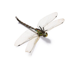 One dragonfly isolated on white. Beautiful insect