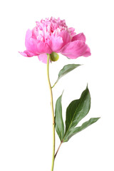 One beautiful pink peony isolated on white