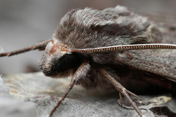 Closeup on a large European pine hawk-moth, Sphinx pinastri resting on the bark of a pine tree