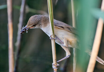 A large reed warbler with prey in its mouth.