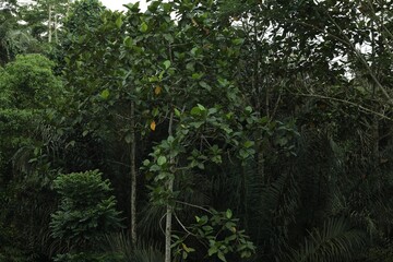 Different green wild plants in tropical forest