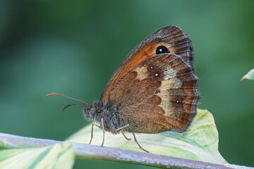 Closeup on a fresh emerged European Meadow Brown butterfly, Maniola jurtina resting with closed wings