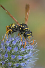 Closeup on a black and yellow French paperwasp, Polistes dominula on a blue Ernygium bourgatii thistle flower