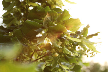 Linden tree branch with leaves and blooming flowers outdoors, low angle view