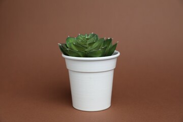 Green plant in white pot on brown background