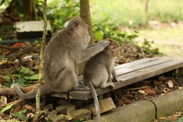 Cute monkeys sitting on wooden bench in park