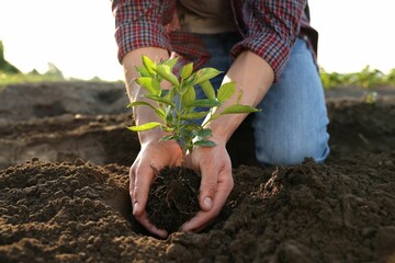 Man planting seedling in soil outdoors, closeup