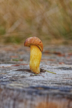 little mushrooms in the tree