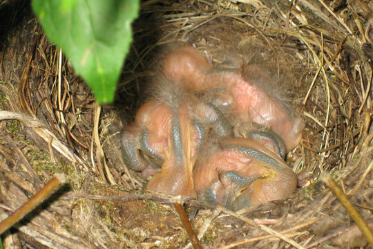 Amselnest mit drei frisch geschl&uuml;pften K&uuml;ken die wenige Tage alt sind.