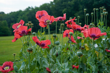 Obraz premium Traditional poppy flowers at the various stages of life. Pink, and purple flowers, flower seed heads.