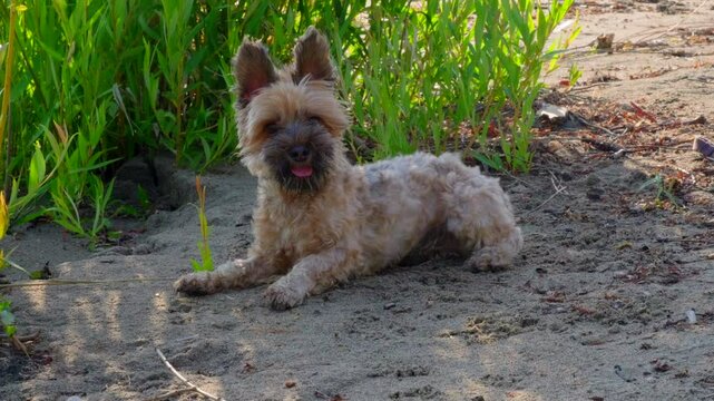 Young Yorkie-poo excited running in slow motion