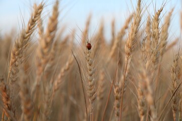 Ladybug on wheat ear in field, closeup