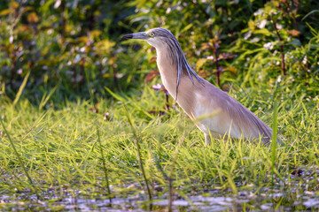 Yellow heron in natural habitat