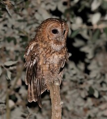 Tawny Owl Perched at Night