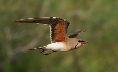 Bird in Flight with Vibrant Plumage