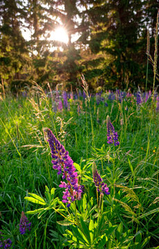 purple flowers in the forest