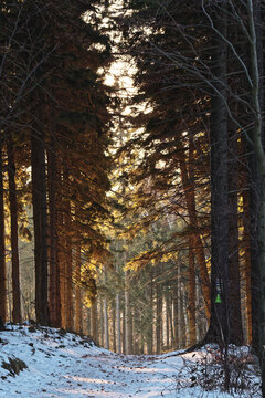 winter in the forest