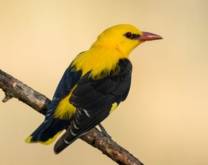 Vibrant Yellow and Black Bird on Branch