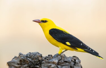 Vibrant Yellow and Black Bird Perched on Branch