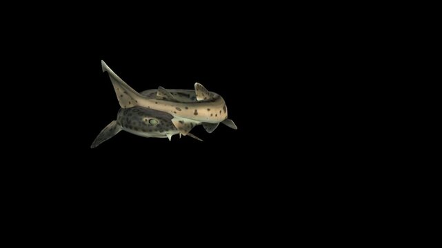 A leopard shark swimming in slow motion.