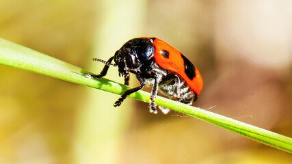 Fototapeta premium ladybird on a leaf