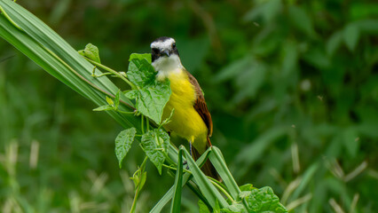 Sulphury Flycatcher (Myiodynastes luteiventris), Panama 2022