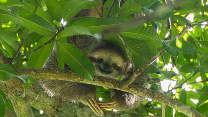 Three-toed Sloth (Bradypus), Panama 2022