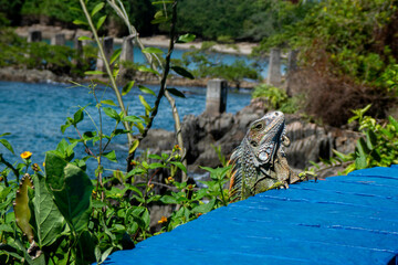 Green Iguana (Iguana iguana), Panama 2022