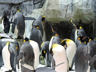 Familia pingüino unida