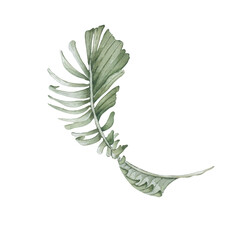 Palm fronds of tropical tree watercolor illustration isolated on white. Neutral palm leaf curly hand painted botanical sketch. Tropical branch in muted green colors for packaging, wedding stationary.