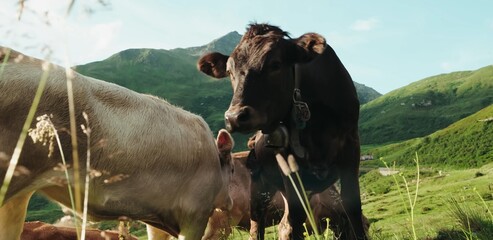Cows in the pasture cows in the mountains