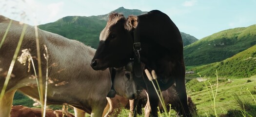 Cows in the pasture  in the field