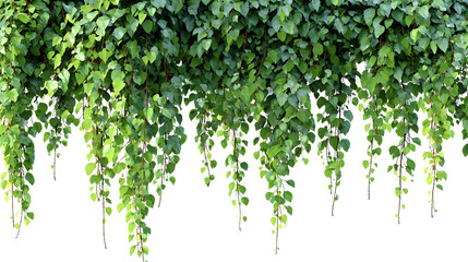 Fototapeta premium Lush green hanging vines cascading downward against a clean white background