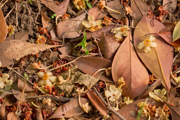 Fototapeta premium 地面に落ちた白と黄色の花と落ち葉の背景素材