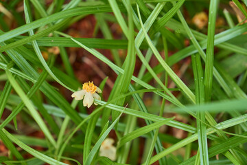 緑色の細長い葉っぱに落ちた白と黄色の花の背景素材