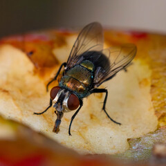 House Fly eating an apple