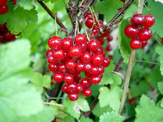 A cluster of bright red currants still attached to the branches, surrounded by green leaves,...