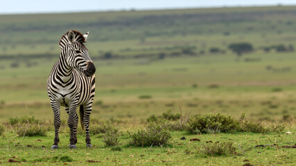 Obraz premium Zebra standing in a green savanna. An African wild animal with stripes. Copy space for text. International Zebra Day