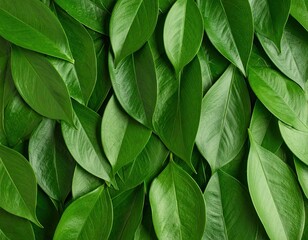 Lush green leaves close-up (5)