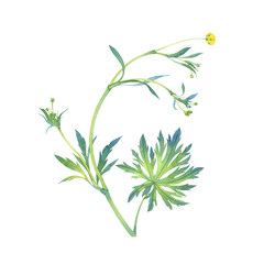 Watercolor wild buttercup flower with green leaves on transparent background