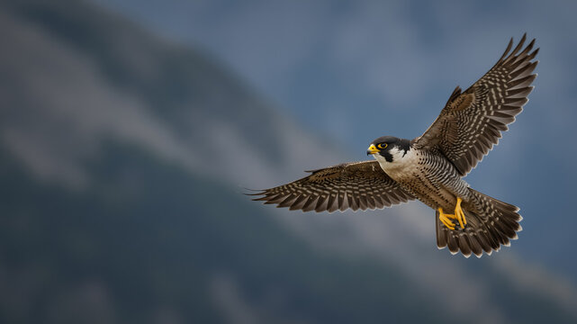 Peregrine falcon in flight. A fast bird of prey flying with a blurred background for copy space.
