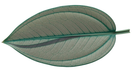 Isolated Leaf