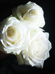 bouquet of white roses