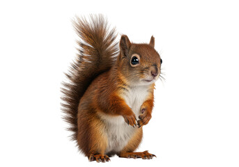 A cute squirrel standing upright with fluffy tail looking to the right side of the frame on transparent background