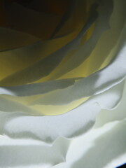 white rose petals