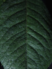 green leaf texture