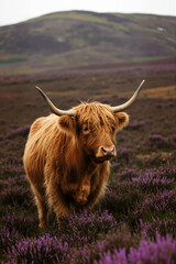 Scottish highland cow in a field of purple heather. Vertical portrait of a long-haired cow in the highlands of Scotland.